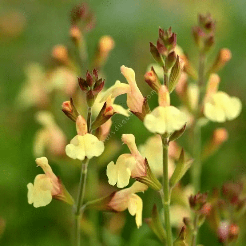 Des images de diffrentes plantes